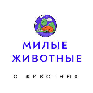 Милые животные